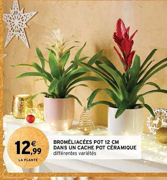 broméliacées  pot 12 cm dans un cache pot céramique