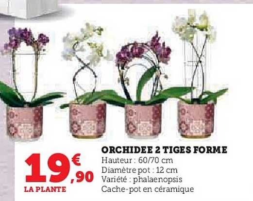 Orchidée 2 Tiges Forme