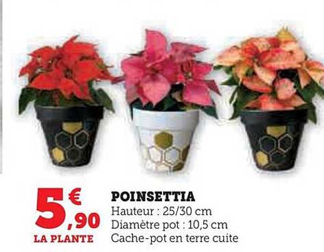 poinsettia