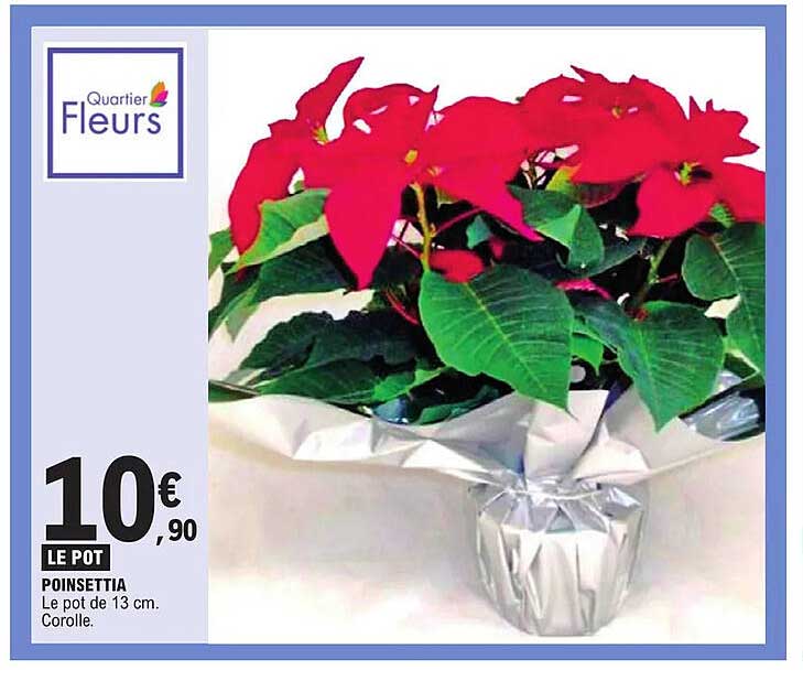 poinsettia