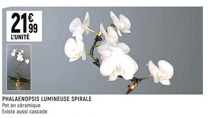 Phalaenopsis Lumineuse Spirale