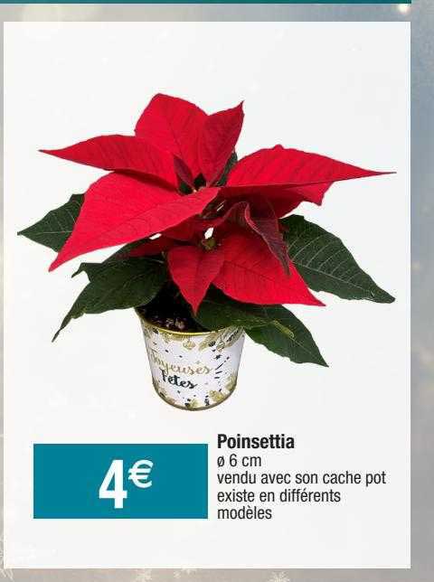 poinsettia