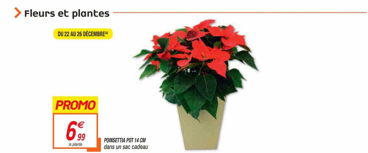 poinsettia pot 14 cm