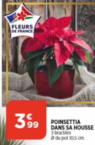poinsettia dans sa housse