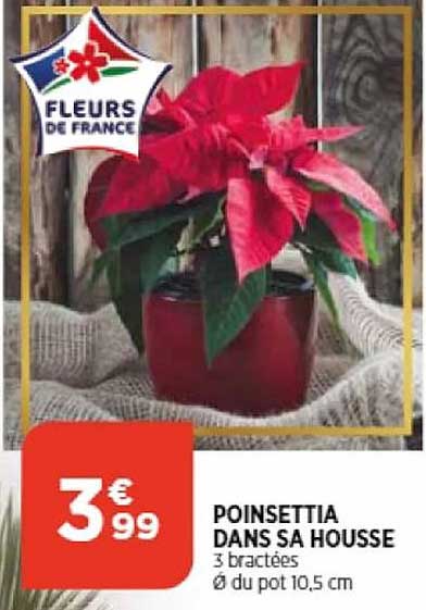 poinsettia dans sa housse