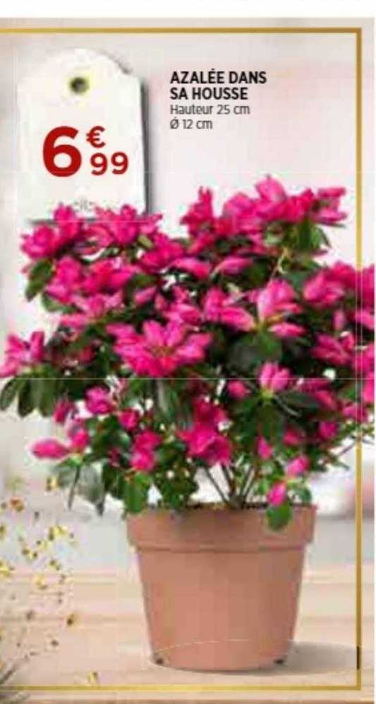 azalée dans sa housse