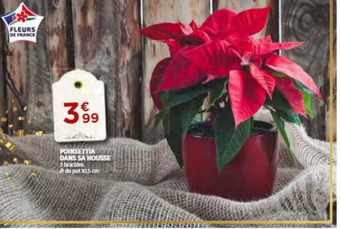 poinsettia dans sa housse