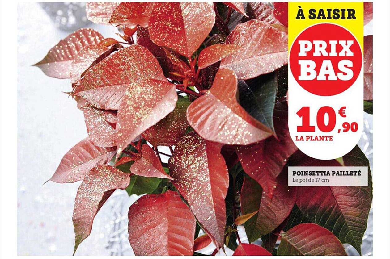 poinsettia pailleté