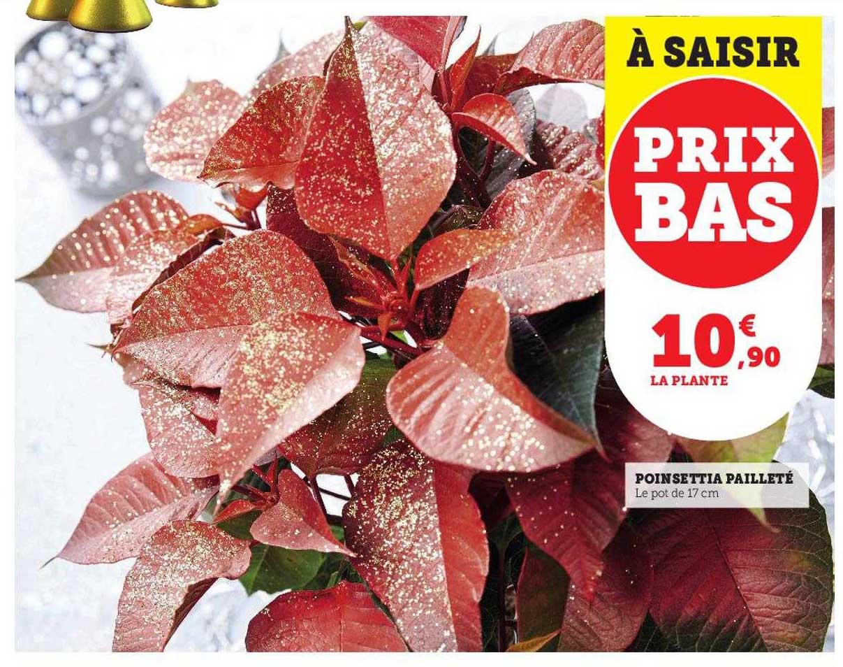 poinsettia pailleté