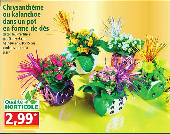 chrysanthème ou kalanchoe dans un pot en forme de dés