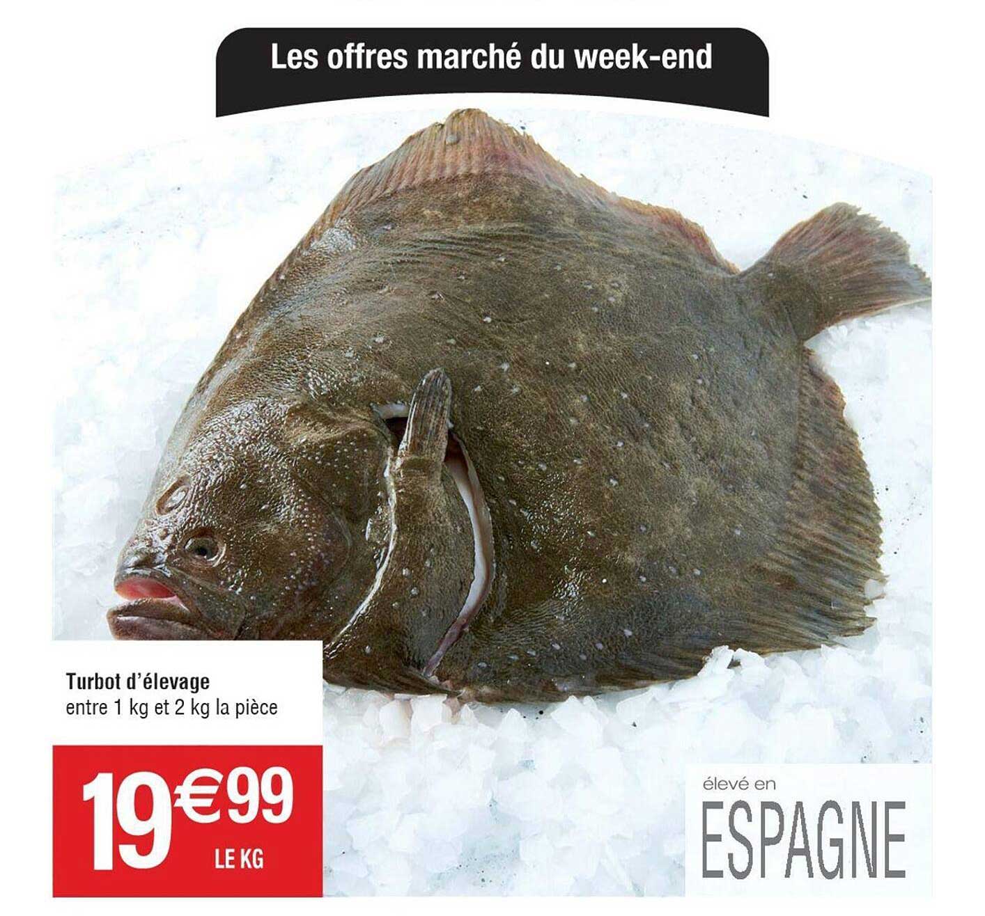 turbot d'élevage