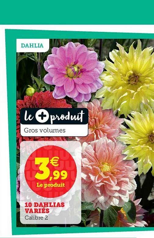 10 dahlias variés