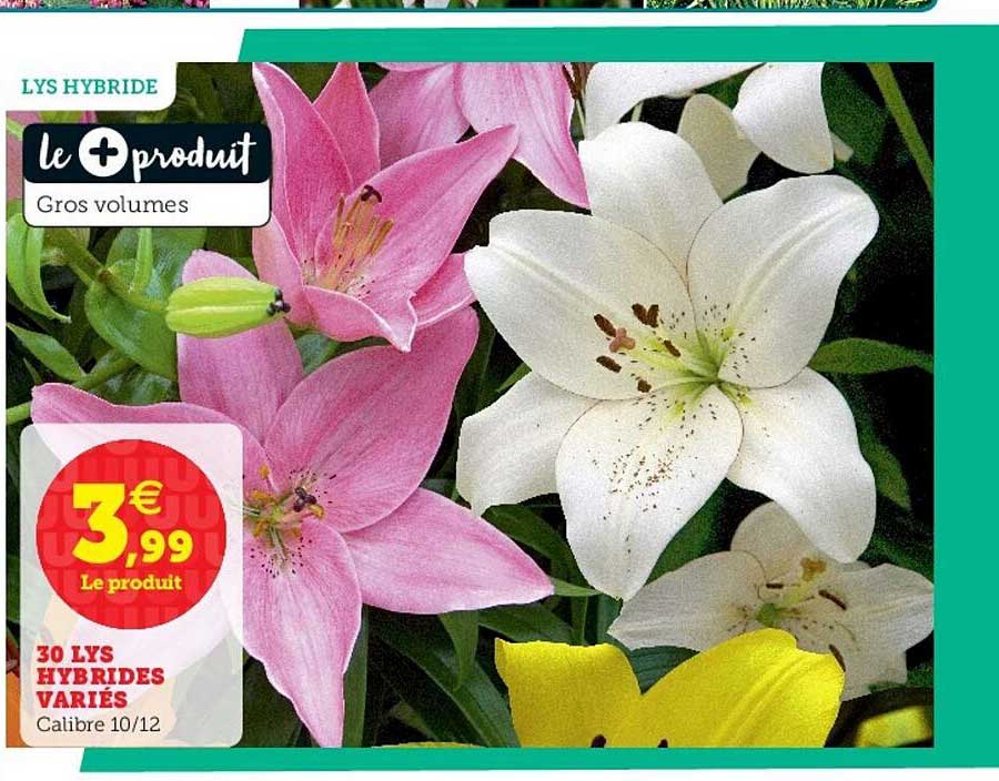 30 lys hybrides variés