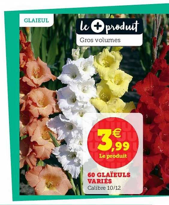 60 glaïeuls variés