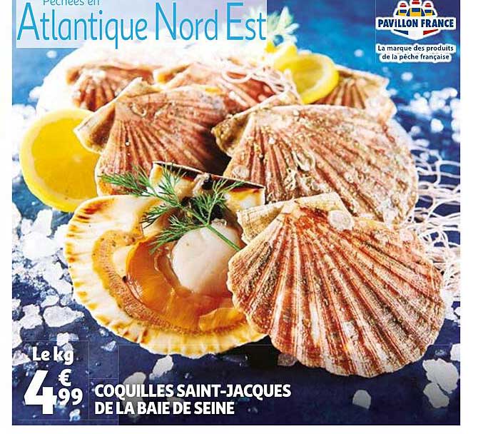 coquilles saint-jacques de la baie de seine