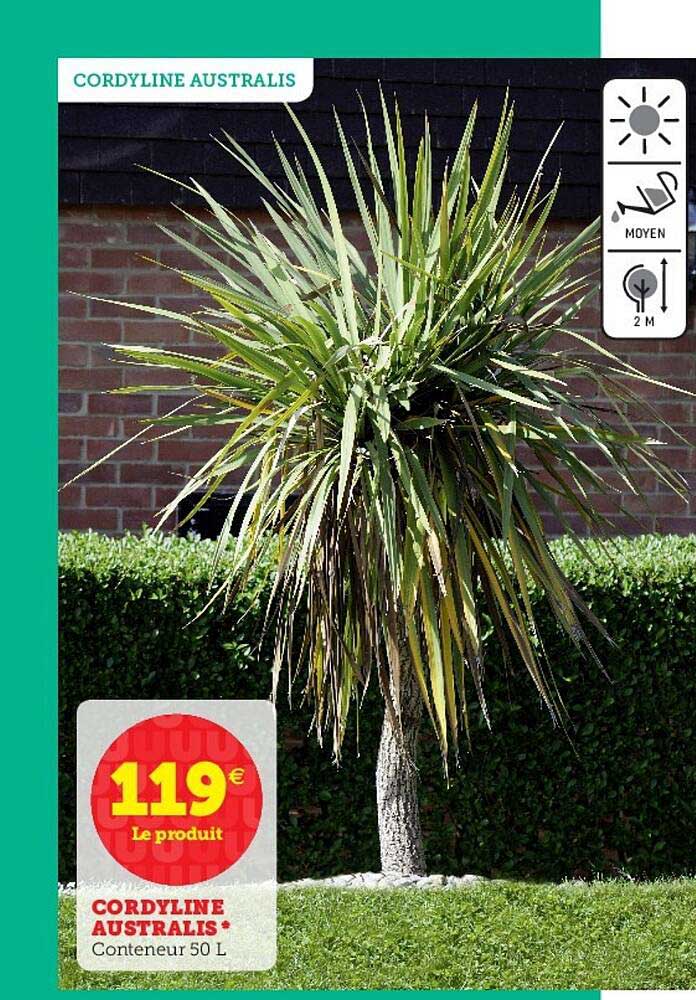 cordyline australis
