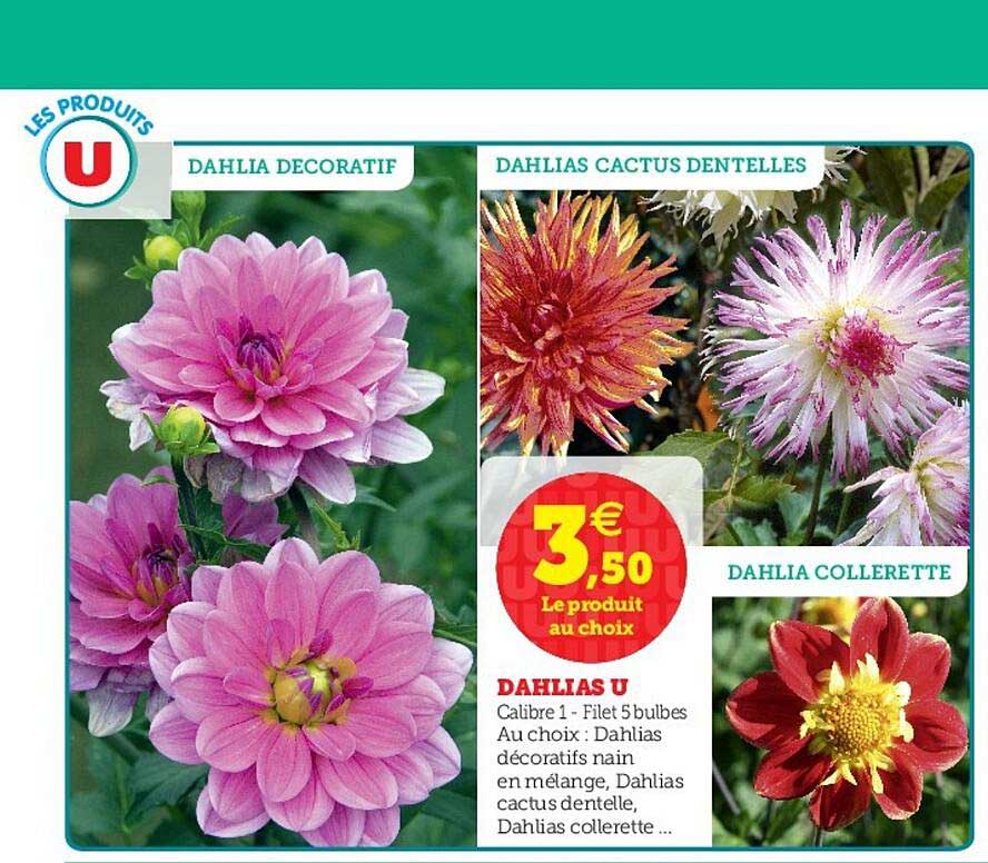 Dahlias U