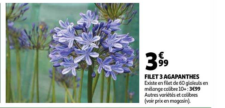 Filet 3 Agapanthes