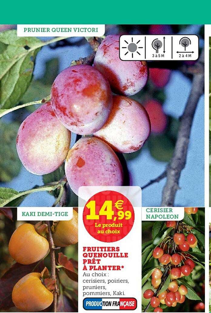 fruitiers quenouille prêt à planter