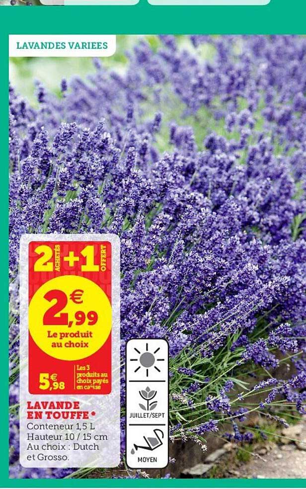 lavande en touffe