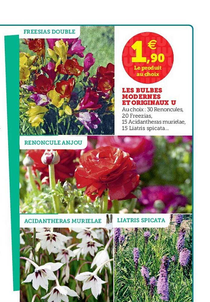 les bulbes modernes et originaux u