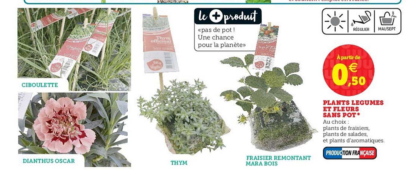 plants légumes et fleurs sans pot