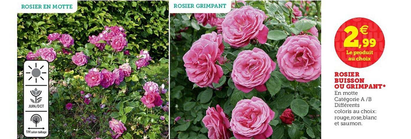 rosier buisson ou grimpant