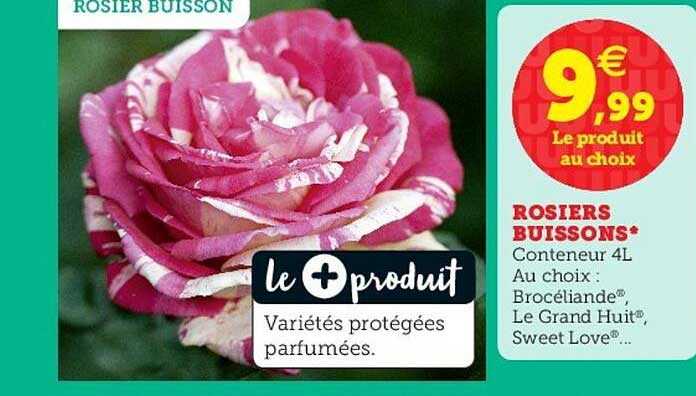 rosiers buissons