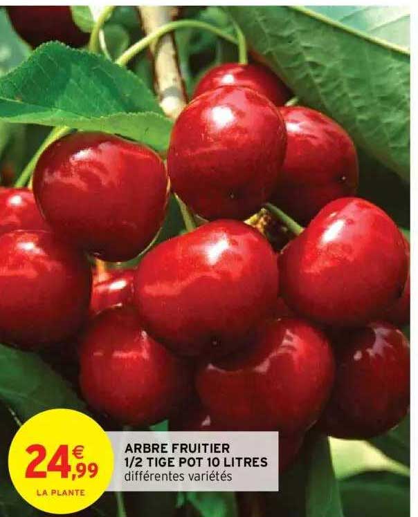 arbre fruitier 1-2 tige pot 10 litres