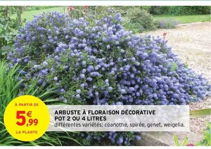 arbuste à floraison décorative pot 2 ou 4 litres