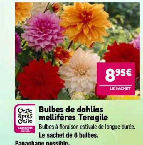 bulbes de dahlias mellifères teragile
