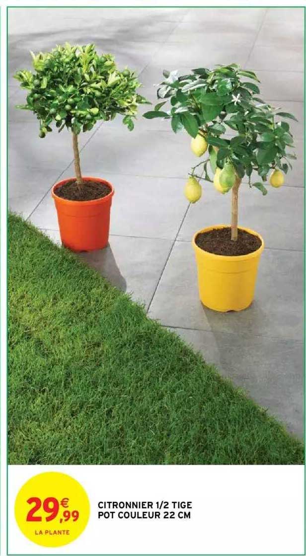 citronnier 1-2 tige pot couleur 22 cm