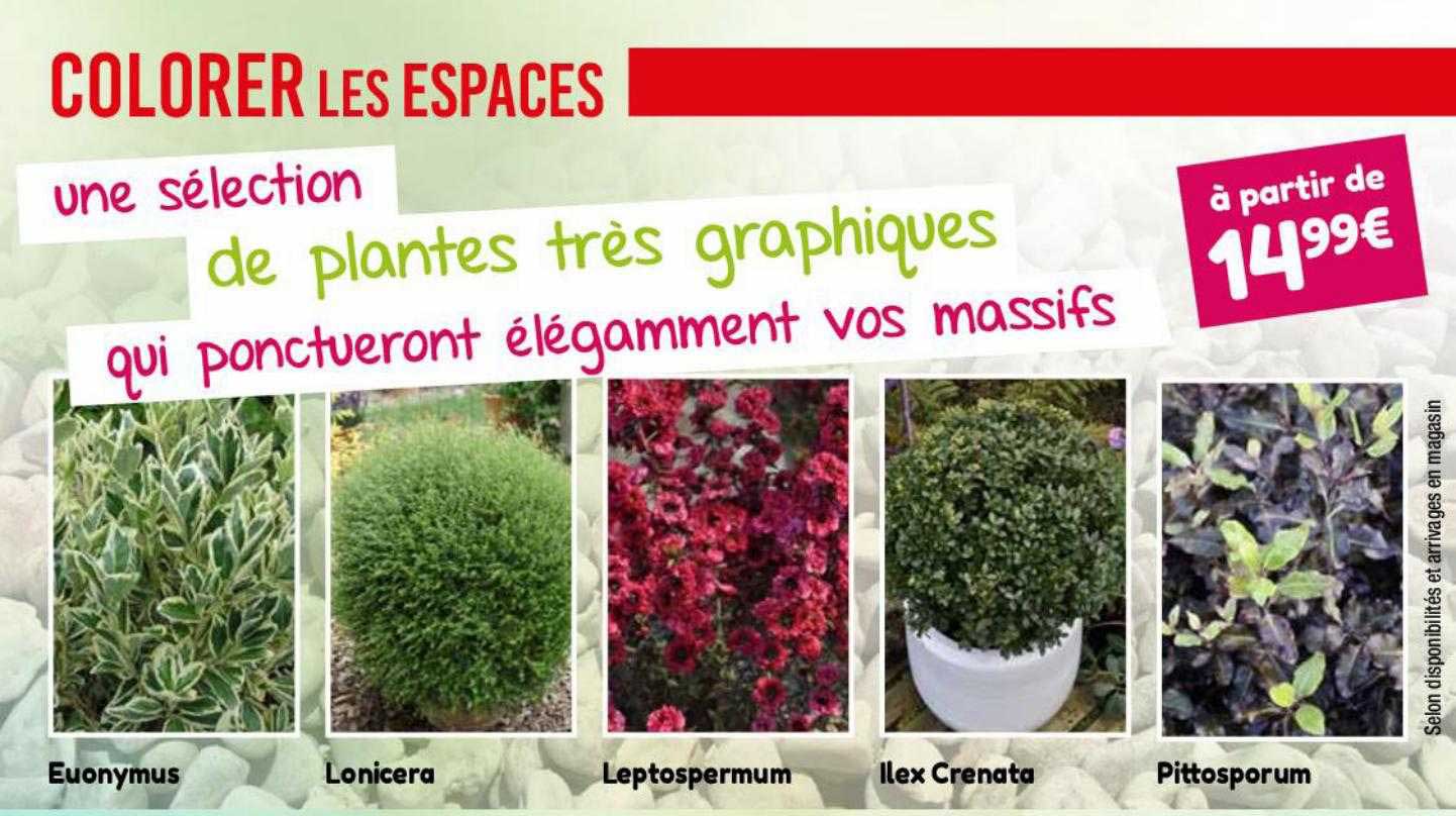 Euonymus, Lonicera, Leptospermum, Ilex Crenata, Pittosporum