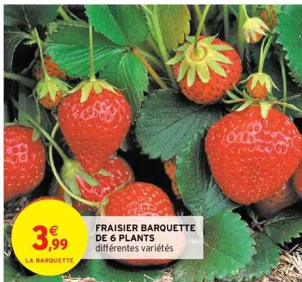 fraisier barquette de 6 plants