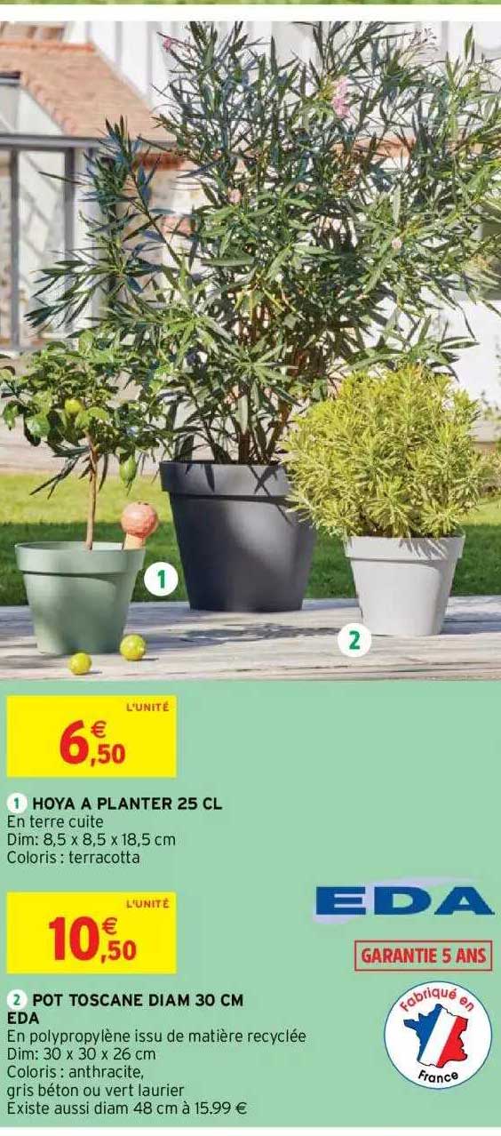 hoya à planter 25 cl, pot toscane diam 30 cm eda