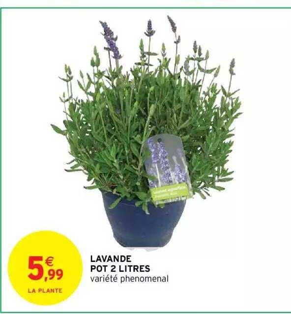 Lavande Pot 2 Litres