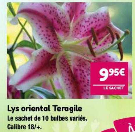 lys oriental teragile