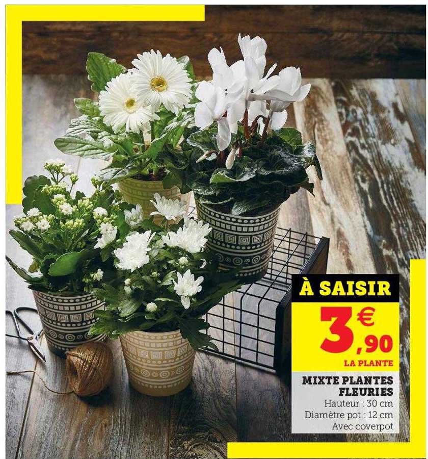 mixte plantes fleuries