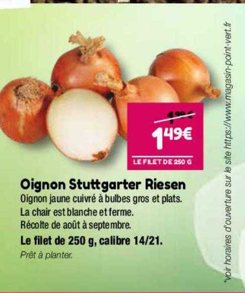 oignon stuttgarter riesen
