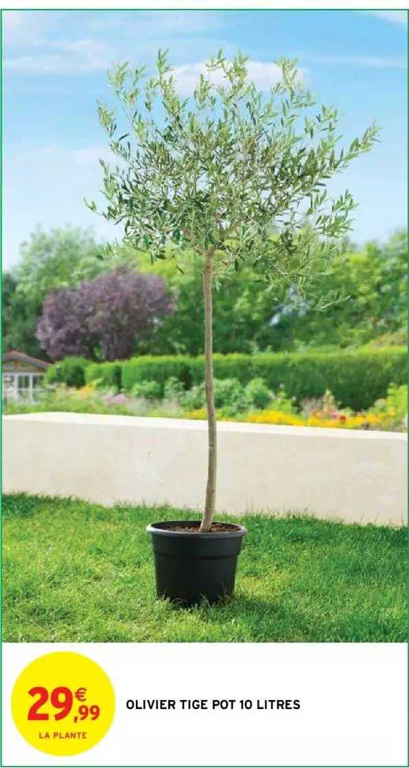 olivier tige pot 10 litres