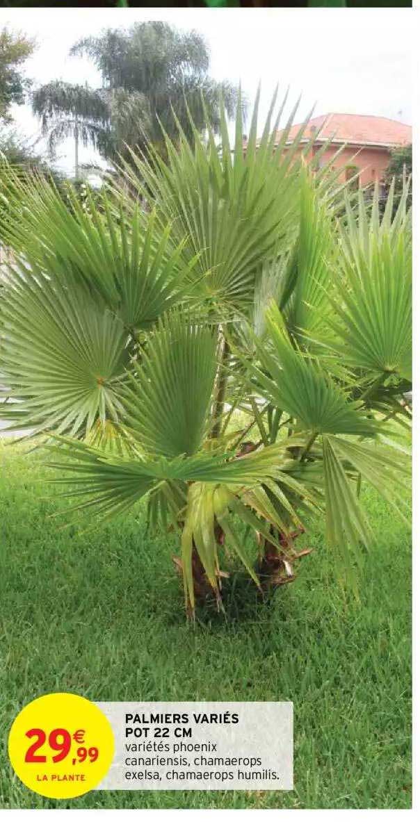 palmiers variés pot 22 cm