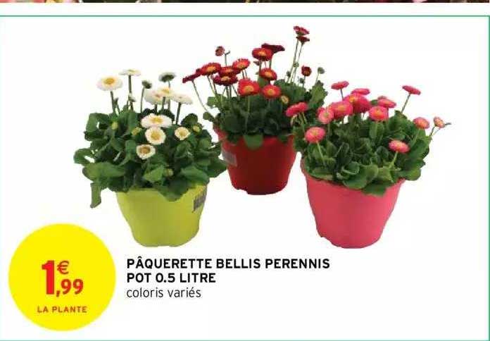 pâquerette bellis pérennis pot 0.5 litre