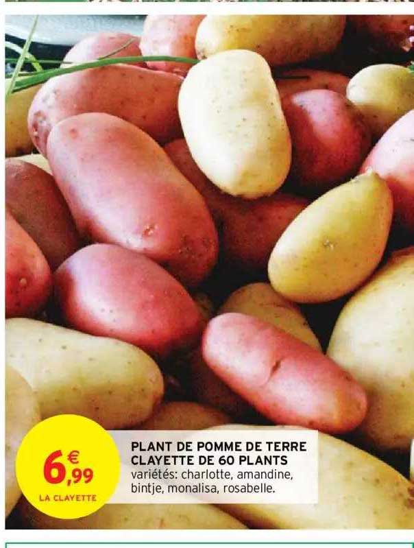plant de pomme de terre clayette de 60 plants