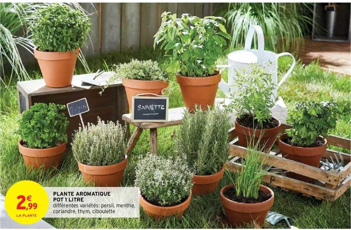 plante aromatique pot 1 litre