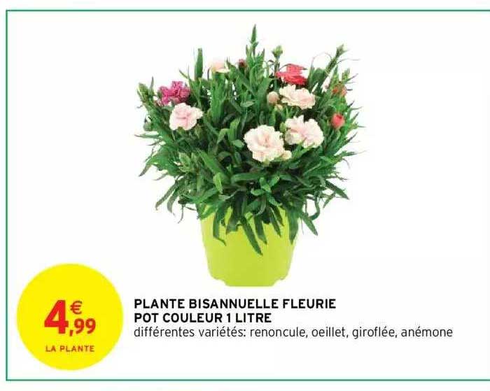 plante bisannuelle fleurie pot couleur 1 litre