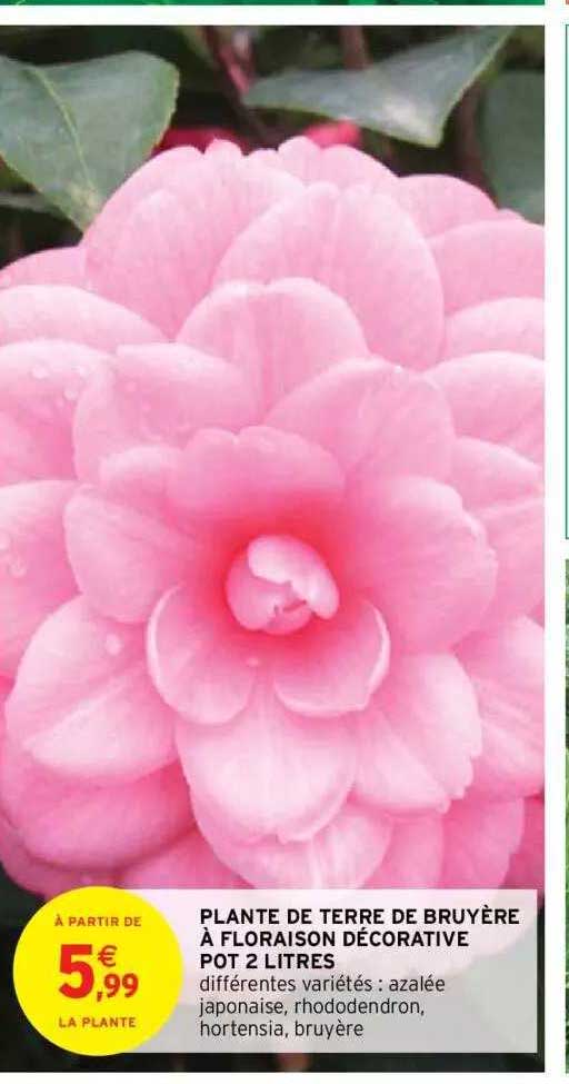 plante de terre de bruyère à floraison décorative pot 2 litres