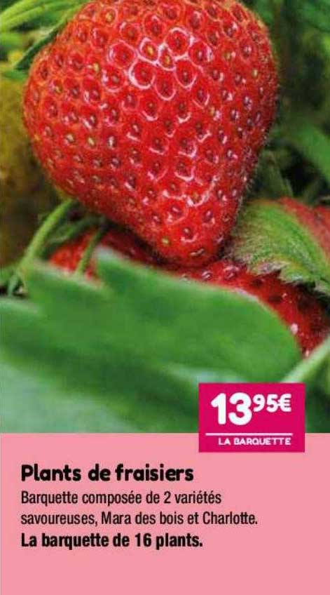 plants de fraisiers