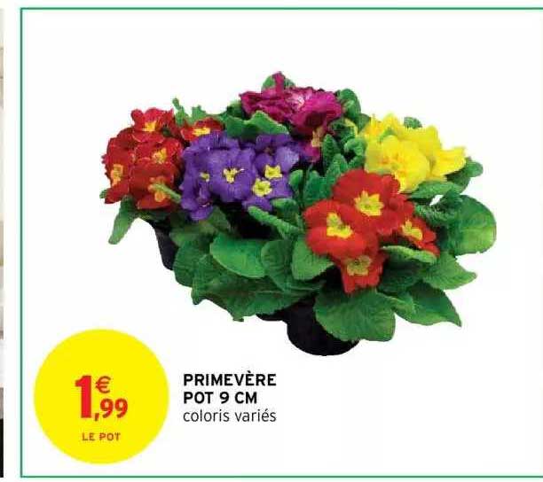 Primevère Pot 9 Cm