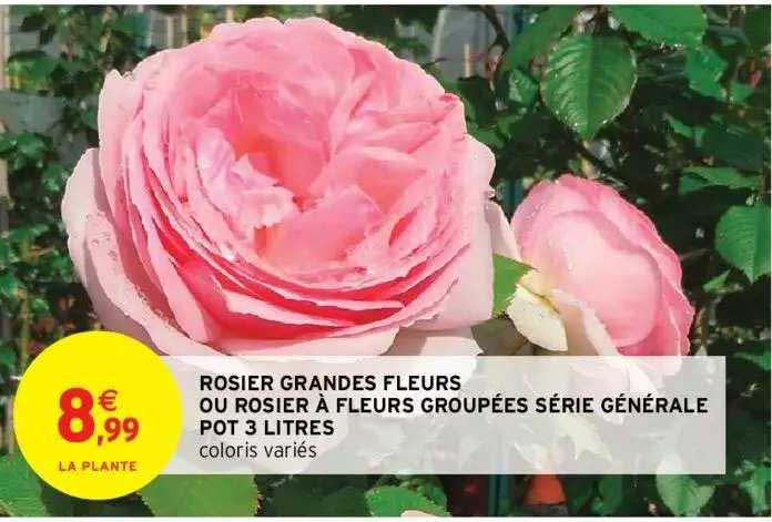rosier grandes fleurs ou rosier à fleurs groupées série générale pot 3 litres