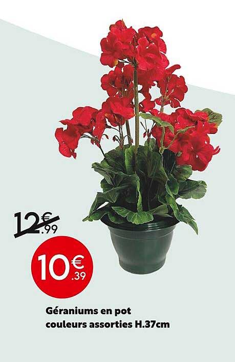 géraniums en pot couleurs assorties h.37 cm